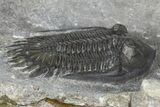 Mrakibina Trilobite - Mrakib, Morocco #363108-2